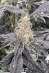 Space Runtz | Feminized | Cannabis Seeds