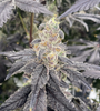 Space Runtz | Feminized | Cannabis Seeds