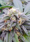 Star Killer | Feminized | Cannabis Seeds