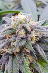 Star Killer | Feminized | Cannabis Seeds