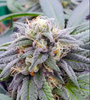 Star Killer | Feminized | Cannabis Seeds