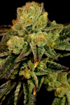 Stardawg | Feminized | Cannabis Seeds