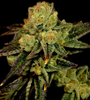 Stardawg | Feminized | Cannabis Seeds