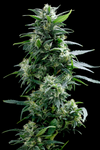 Sticky Buns | Feminized | Cannabis Seeds