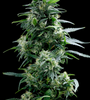 Sticky Buns | Feminized | Cannabis Seeds