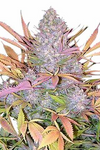 Strawberry Cough | Feminized  | Cannabis Seeds