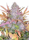 Sativa | 15 Cannabis Seeds Mix Pack