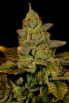 Strawberry Diesel | Autoflower | Cannabis Seeds