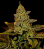 Strawberry Diesel | Autoflower | Cannabis Seeds