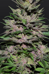 Strawberry Diesel | Feminized | Cannabis Seeds