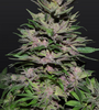 Strawberry Diesel | Feminized | Cannabis Seeds