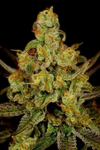 Strawberry Kush | Feminized | Cannabis Seeds