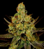 Strawberry Kush | Feminized | Cannabis Seeds