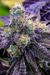 Sundae Driver  | Feminized | Cannabis Seeds