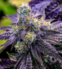 Sundae Driver  | Feminized | Cannabis Seeds