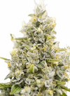 Sweet | 15 Cannabis Seeds Mix Pack