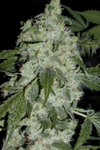 Super Glue  | Feminized | Cannabis Seeds