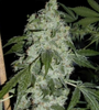 Super Glue  | Feminized | Cannabis Seeds