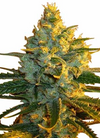 Sativa | 15 Cannabis Seeds Mix Pack