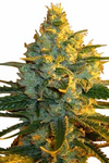 Sativa | 15 Cannabis Seeds Mix Pack