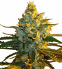 Sativa | 15 Cannabis Seeds Mix Pack