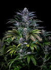 Bling 15 Seeds Mix Pack | Cannabis Seeds