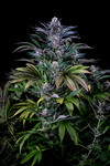 Super Silver Haze | Autoflower | Cannabis Seeds