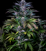 Super Silver Haze | Autoflower | Cannabis Seeds