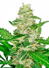 Super Skunk Autoflower Cannabis Seeds | Fast-Growing Indica Hybrid
