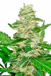 Super Skunk Autoflower Cannabis Seeds | Fast-Growing Indica Hybrid