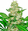 Super Skunk Autoflower Cannabis Seeds | Fast-Growing Indica Hybrid