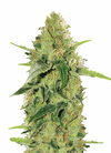 Autoflower Classics 15 Seeds Mix Pack | Cannabis Seeds