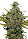 Super Skunk | Feminized | Cannabis Seeds