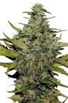 Super Skunk | Feminized | Cannabis Seeds