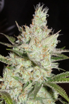 Sweet Tea | Feminized | Cannabis Seeds