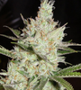 Sweet Tea | Feminized | Cannabis Seeds