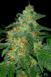 Sweet Tooth  | Feminized | Cannabis Seeds