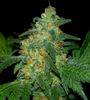 Sweet Tooth  | Feminized | Cannabis Seeds