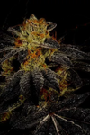 Tahoe OG | Feminized | Cannabis Seeds