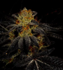 Tahoe OG | Feminized | Cannabis Seeds