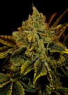 Tangerine Dream | Feminized | Cannabis Seeds