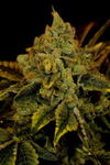 Tangerine Dream | Feminized | Cannabis Seeds