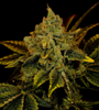 Tangerine Dream | Feminized | Cannabis Seeds