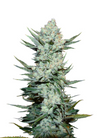 Tangie | Autoflower | Cannabis Seeds