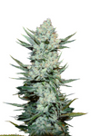 Tangie | Autoflower | Cannabis Seeds