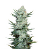 Tangie | Autoflower | Cannabis Seeds