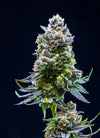 Thin Mint Feminized Cannabis Seeds | Potent Hybrid Strain