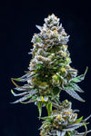 Thin Mint Feminized Cannabis Seeds | Potent Hybrid Strain