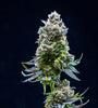Thin Mint Feminized Cannabis Seeds | Potent Hybrid Strain