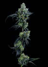 Thin Mint | Feminized | Cannabis Seeds